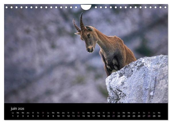 Produktbild: Bouquetins des Alpes (Calendrier mural 2026 DIN A4 vertical), CALVENDO calendrier mensuel