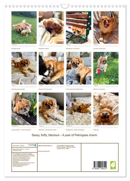 Produktbild: Sassy, fluffy, fabulous &ndash; A year of Pekingese charm (Wall Calendar 2026 DIN A3 portrait), CALVENDO 12 Month Wall Calendar
