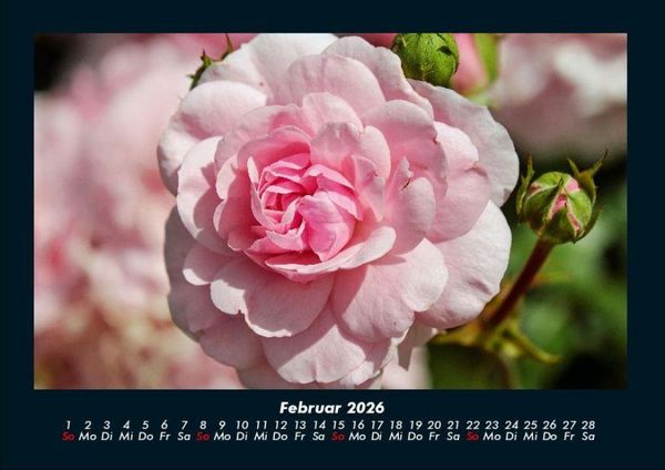 Produktbild: Blumentr&auml;ume 2026 Fotokalender DIN A4