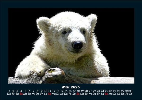 Produktbild: Pinguine & Eisb&auml;ren 2025 Fotokalender DIN A5