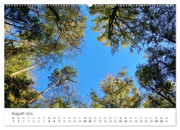 Produktbild: Wald - bezaubernde W&auml;lder (hochwertiger Premium Wandkalender 2026 DIN A2 quer), Kunstdruck in Hochglanz