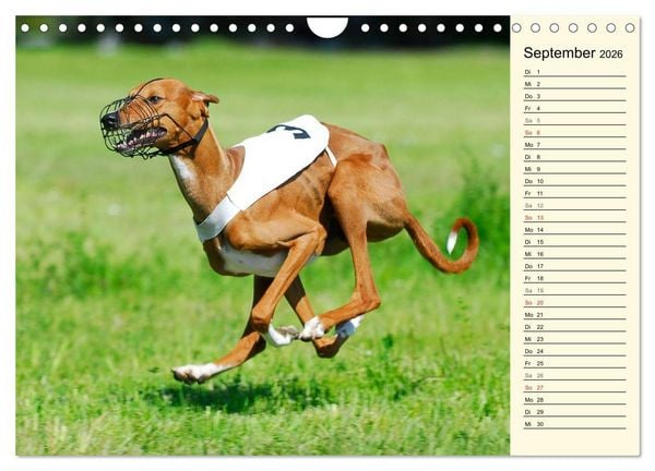 Produktbild: Windhund der W&uuml;ste - Der Azawakh (Wandkalender 2026 DIN A4 quer), CALVENDO Monatskalender
