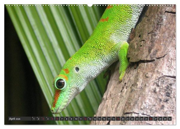 Produktbild: Wilde Fauna - Reptilien (hochwertiger Premium Wandkalender 2026 DIN A2 quer), Kunstdruck in Hochglanz
