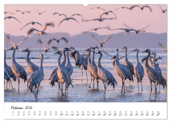 Produktbild: Kraniche am Schlafplatz - im Naturparadies der Mecklenburgischen Seenplatte (hochwertiger Premium Wandkalender 2026 DIN A2 quer), Kunstdruck in Hochglanz