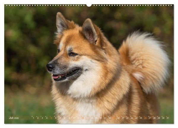 Produktbild: Islandhunde im Portrait (hochwertiger Premium Wandkalender 2026 DIN A2 quer), Kunstdruck in Hochglanz