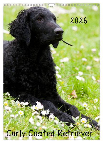 Produktbild: Curly Coated Retriever 2026 (Wandkalender 2026 DIN A3 hoch), CALVENDO Monatskalender