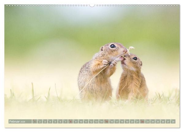 Produktbild: Liebenswerte Ziesel - vom Aussterben bedrohte Nagetiere (Wandkalender 2026 DIN A2 quer), CALVENDO Monatskalender