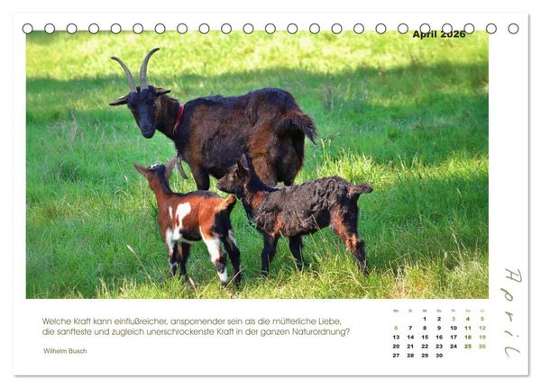 Produktbild: Mutterliebe - Ziegen mit ihren s&uuml;&szlig;en L&auml;mmern (Tischkalender 2026 DIN A5 quer), CALVENDO Monatskalender