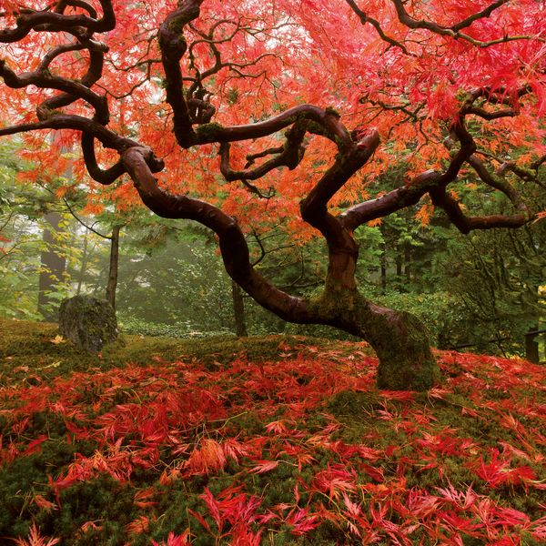 Produktbild: Japanese Garden 2027