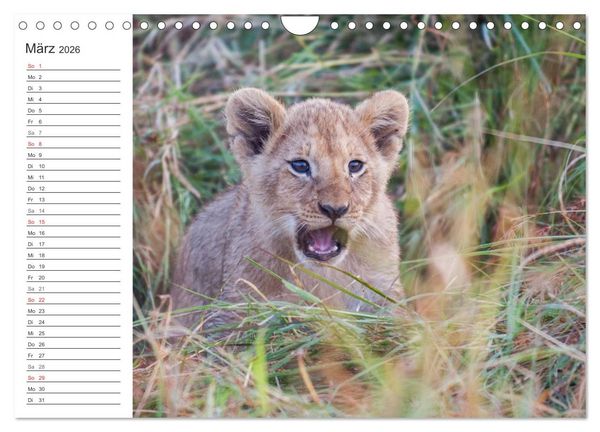 Produktbild: Emotionale Momente: L&ouml;wenbabys - so s&uuml;&szlig;. (Wandkalender 2026 DIN A4 quer), CALVENDO Monatskalender