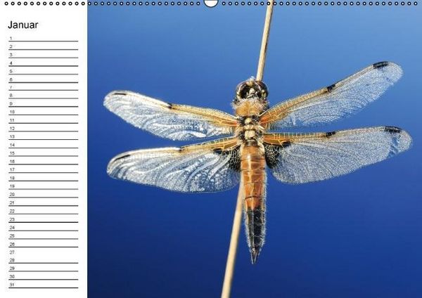 Produktbild: Libellen Geburtstagskalender (Wandkalender immerw&auml;hrend DIN A2 quer)