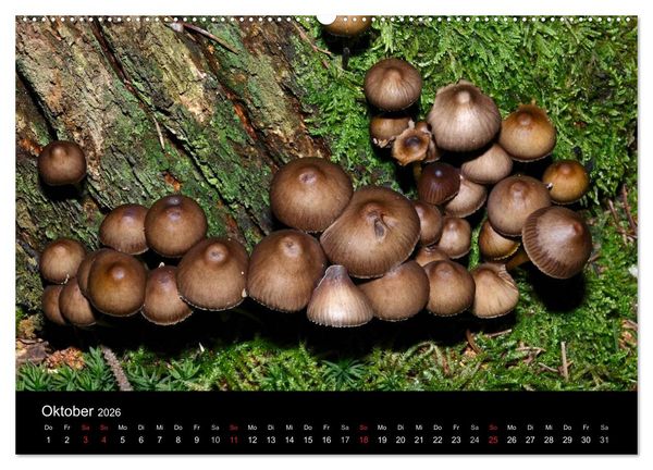 Produktbild: Pilze, Pilze (hochwertiger Premium Wandkalender 2026 DIN A2 quer), Kunstdruck in Hochglanz