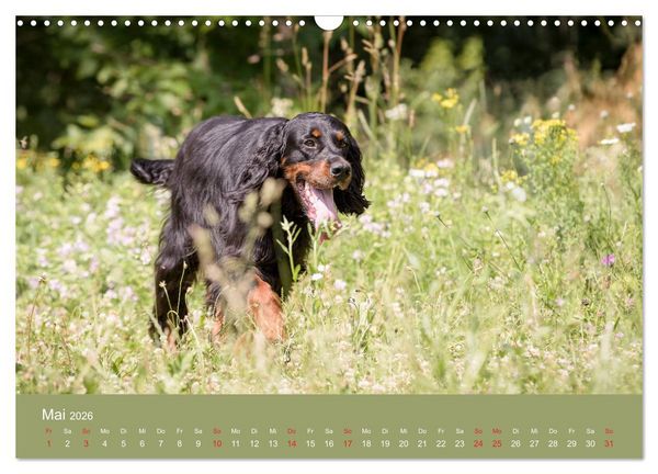 Produktbild: Setter - Geliebter Freund und Jagdkamerad (Wandkalender 2026 DIN A3 quer), CALVENDO Monatskalender