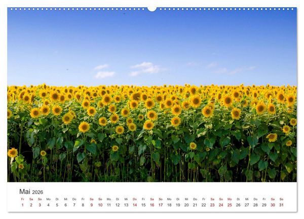 Produktbild: Sonnenblumen - Erstrahlen im freundlichen Gelb. (hochwertiger Premium Wandkalender 2026 DIN A2 quer), Kunstdruck in Hochglanz
