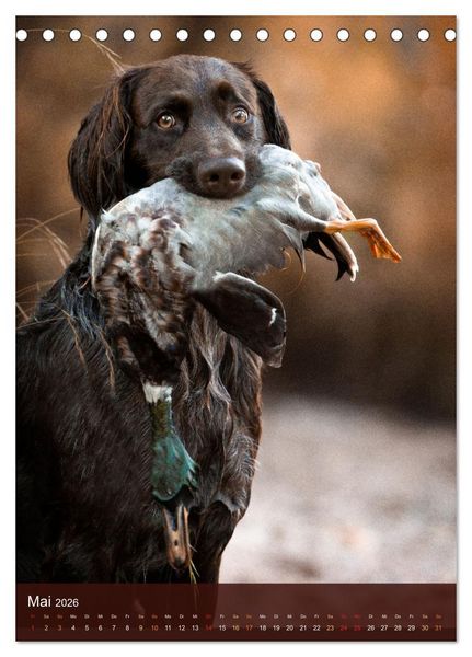 Produktbild: Deutsch Langhaar Butz - Jagdhund mit Passion und Herzblut (Tischkalender 2026 DIN A5 hoch), CALVENDO Monatskalender