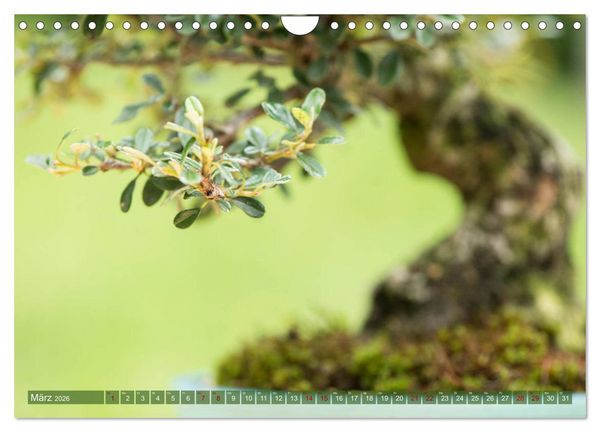Produktbild: Bonsai ganz nah (Wandkalender 2026 DIN A4 quer), CALVENDO Monatskalender
