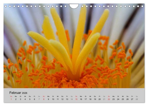 Produktbild: Bl&uuml;tensymphonie - Kakteen und Sukkulenten (Wandkalender 2026 DIN A4 quer), CALVENDO Monatskalender