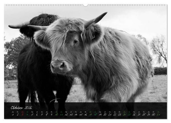 Produktbild: Highland Cattle vom Nordlicht - Faszination Hochland Rind (Wandkalender 2026 DIN A2 quer), CALVENDO Monatskalender
