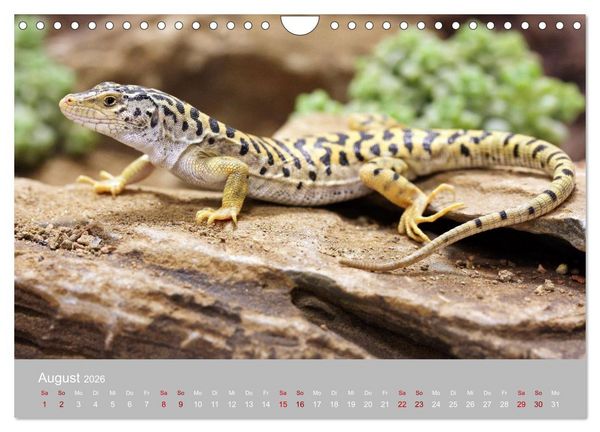 Produktbild: Terrarientiere (Wandkalender 2026 DIN A4 quer), CALVENDO Monatskalender