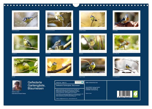 Produktbild: Gefiederte Garteng&auml;ste, Blaumeisen (Wandkalender 2026 DIN A3 quer), CALVENDO Monatskalender