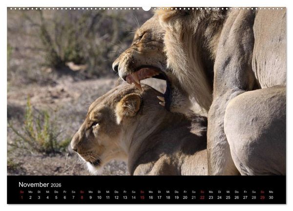 Produktbild: L&ouml;wen - K&ouml;nige der Tiere (Wandkalender 2026 DIN A2 quer), CALVENDO Monatskalender