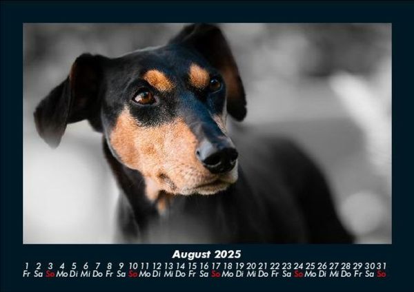 Produktbild: Hundezauber 2025 Fotokalender DIN A5