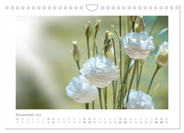 Produktbild: Blumen zart und sch&ouml;n (Wandkalender 2026 DIN A4 quer), CALVENDO Monatskalender