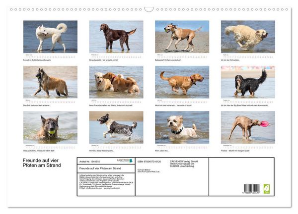 Produktbild: Freunde auf vier Pfoten am Strand (Wandkalender 2026 DIN A2 quer), CALVENDO Monatskalender