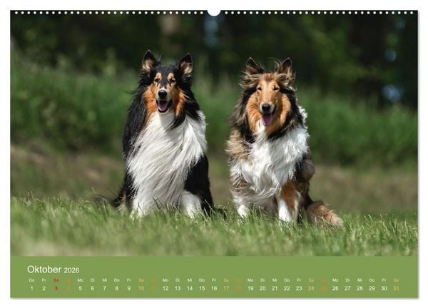 Produktbild: Fantastische Collies - Sieger der Herzen (Wandkalender 2026 DIN A2 quer), CALVENDO Monatskalender