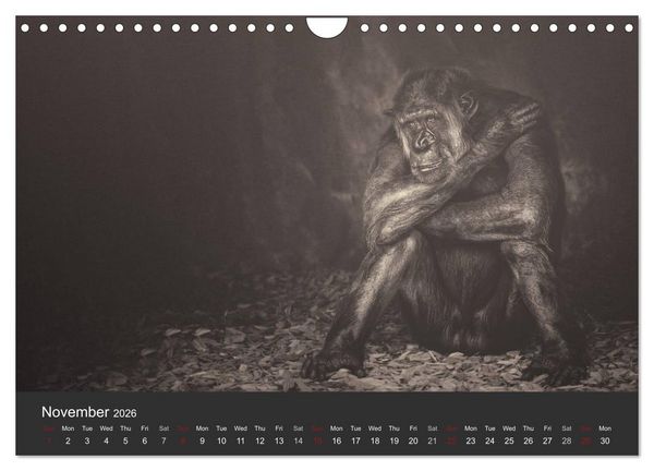 Produktbild: African Souls African animals with soul (Wall Calendar 2026 DIN A4 landscape), CALVENDO 12 Month Wall Calendar