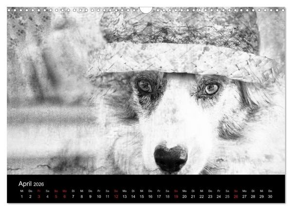Produktbild: H&uuml;tehunde (Wandkalender 2026 DIN A3 quer), CALVENDO Monatskalender