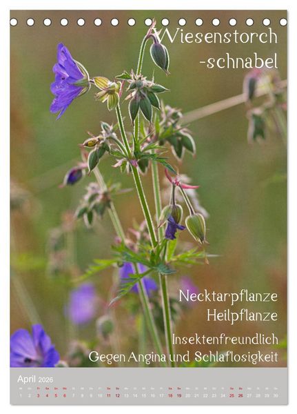Produktbild: Unkr&auml;uter - N&uuml;tzliche Wildpflanzen auf der Wiese (Tischkalender 2026 DIN A5 hoch), CALVENDO Monatskalender