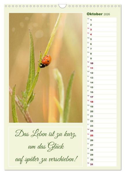 Produktbild: Marienk&auml;fer, Gl&uuml;cksbringer mit sieben Punkten (Wandkalender 2026 DIN A3 hoch), CALVENDO Monatskalender