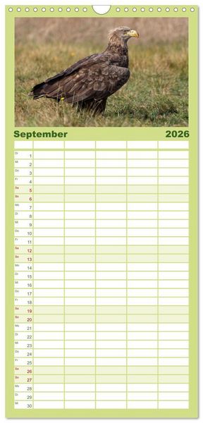 Produktbild: Familienplaner 2026 - Seeadler in Polen mit 5 Spalten (Wandkalender, 21 x 45 cm) CALVENDO