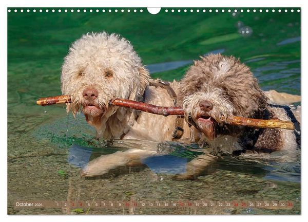 Produktbild: Lagotto Romagnolo Splash Edition (Wall Calendar 2026 DIN A3 landscape), CALVENDO 12 Month Wall Calendar