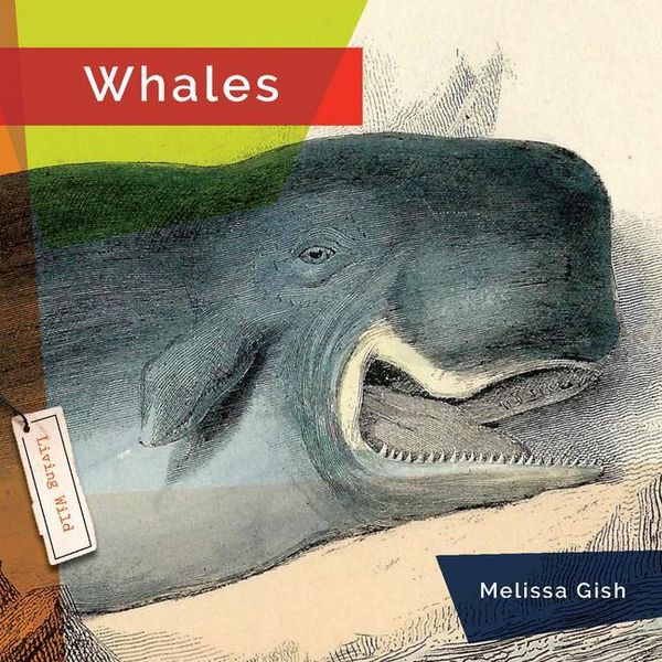 Produktbild: Whales