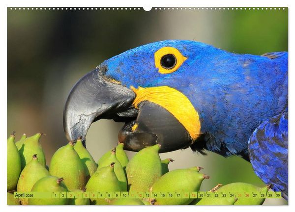 Produktbild: Aras im Pantanal (hochwertiger Premium Wandkalender 2026 DIN A2 quer), Kunstdruck in Hochglanz