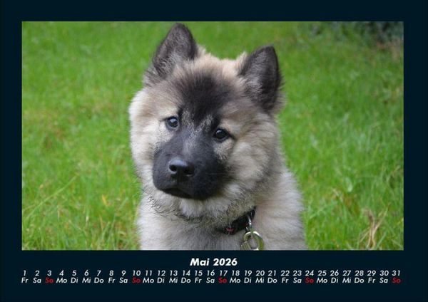 Produktbild: Welpen 2026 Fotokalender DIN A4