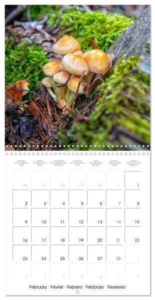 Produktbild: Champignons grignot&eacute;s (Calendrier mural carr&eacute; 2026 30x30 cm) Calendrier double avec une page pour vos prises de notes