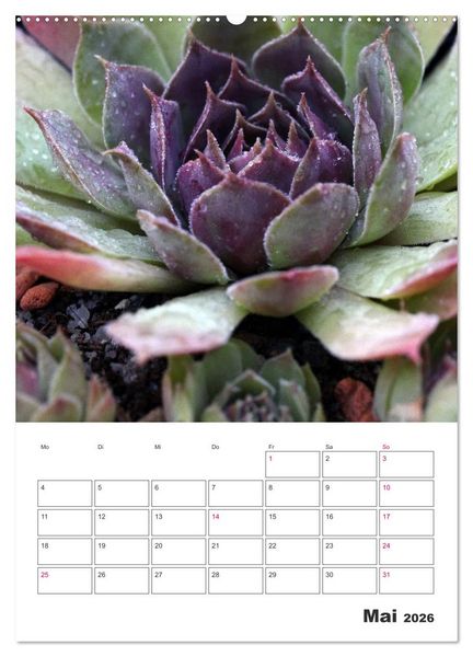 Produktbild: Ich liebe Sempervivum (Wandkalender 2026 DIN A2 hoch), CALVENDO Monatskalender