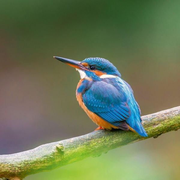 Produktbild: Birds 2027