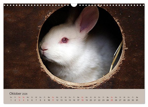 Produktbild: Rex - Kaninchen (Wandkalender 2026 DIN A3 quer), CALVENDO Monatskalender