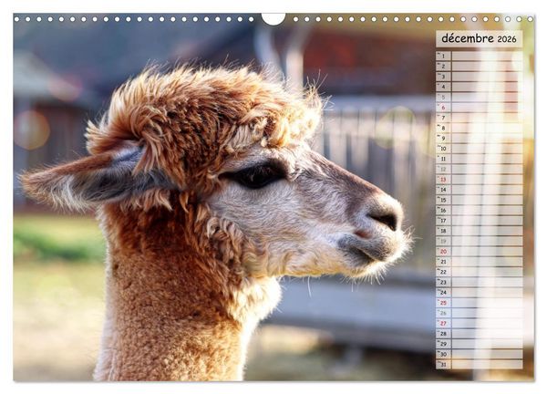 Produktbild: Alpagas, doudous aux coiffures sauvages (Calendrier mural 2026 DIN A3 vertical), CALVENDO calendrier mensuel