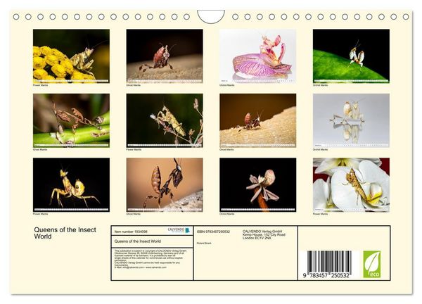 Produktbild: Queens of the Insect World (Wall Calendar 2026 DIN A4 landscape), CALVENDO 12 Month Wall Calendar
