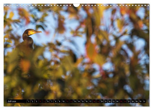 Produktbild: Der Kormoran - Ein intelligenter Fischj&auml;ger (Wandkalender 2026 DIN A3 quer), CALVENDO Monatskalender