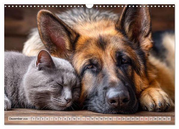 Produktbild: Hund und Katze - Tierische Freunde (Wandkalender 2026 DIN A3 quer), CALVENDO Monatskalender