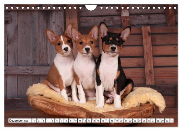 Produktbild: Wunderbare Basenji Welpenzeit (Wandkalender 2026 DIN A4 quer), CALVENDO Monatskalender