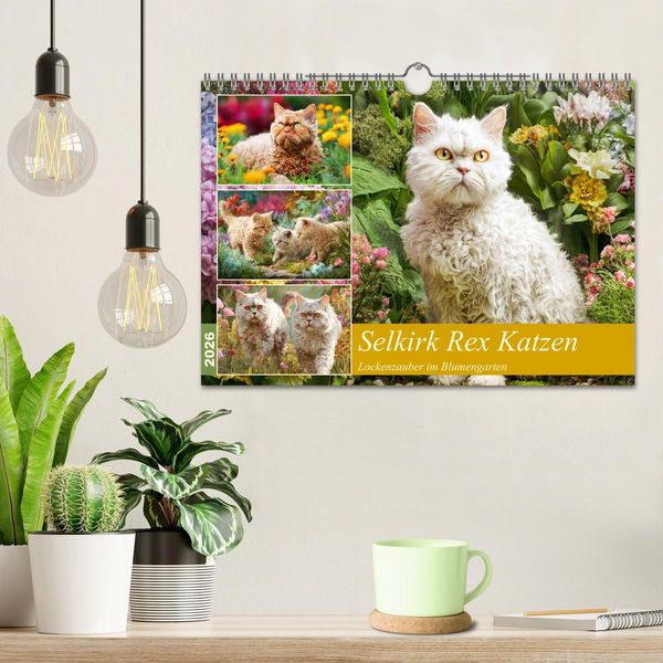 Produktbild: Selkirk Rex Katzen. Lockenzauber im Blumengarten (Wandkalender 2026 DIN A4 quer), CALVENDO Monatskalender