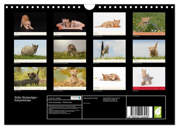 Produktbild: S&uuml;&szlig;e Stubentiger - Katzenkinder (Wandkalender 2026 DIN A4 quer), CALVENDO Monatskalender