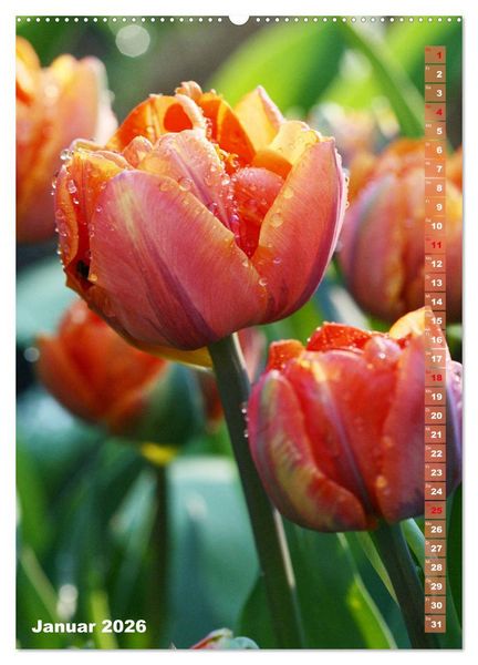Produktbild: Bunte Tulpenpracht (hochwertiger Premium Wandkalender 2026 DIN A2 hoch), Kunstdruck in Hochglanz